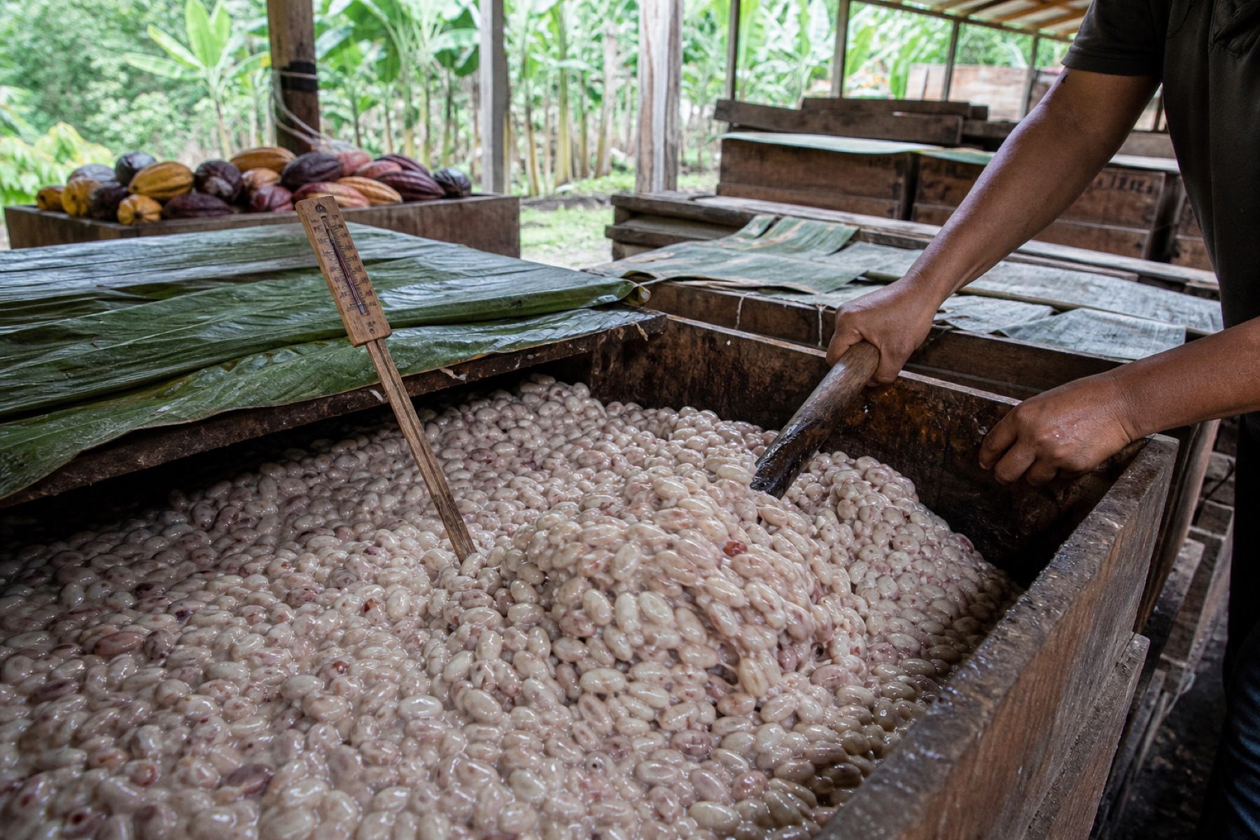 Wet cacao beans being turned in a wooden fermentation box